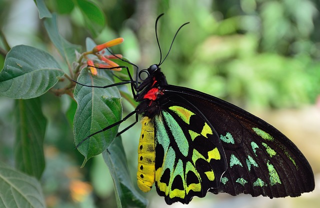 Pestrobarevný motýl